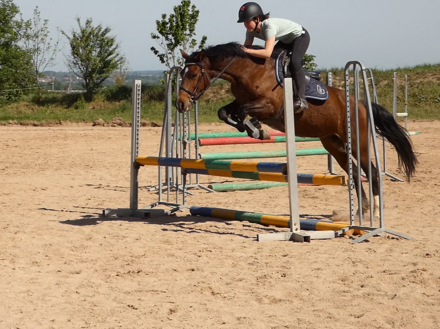 Vente de poney